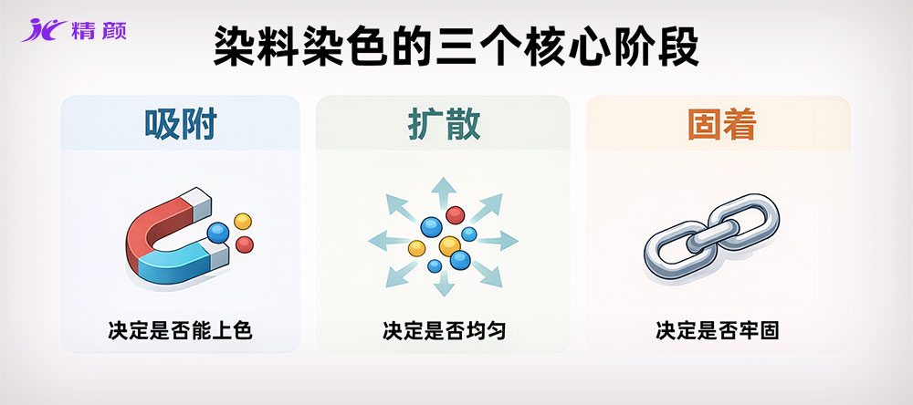 染料上色三阶段示意图：吸附、扩散与固着过程