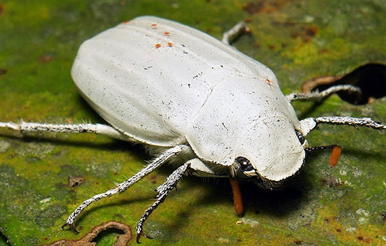 白色甲壳虫为创造白色染料的新方法提供了灵感